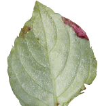 Be on the Lookout for Infected Impatiens