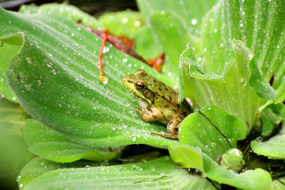 MNLA Tour - Froggy