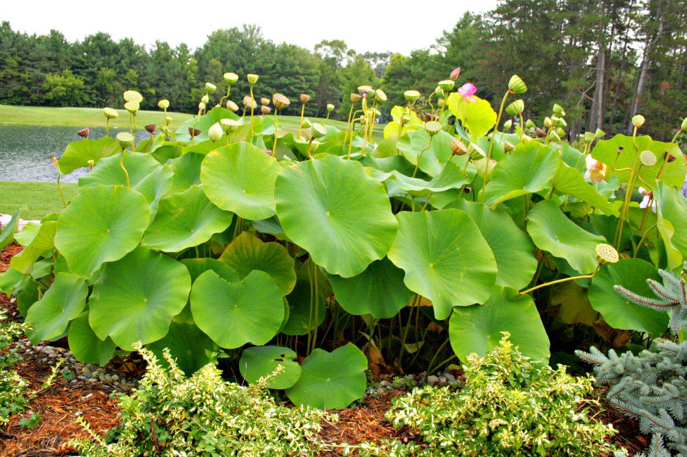 MNLA Tour - Water Loving Plants