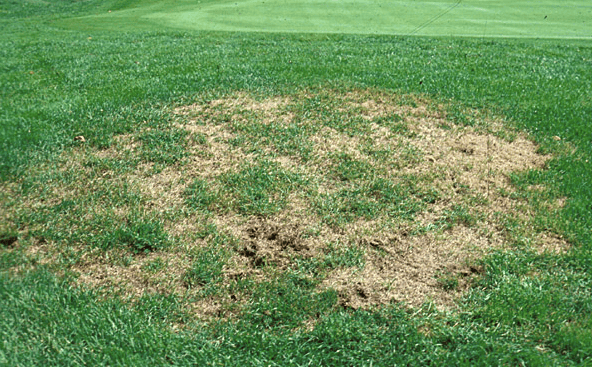 Grub Control is a “Must Have” for Your Lawn Care Program