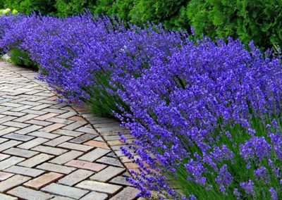 Small Landscape Design
