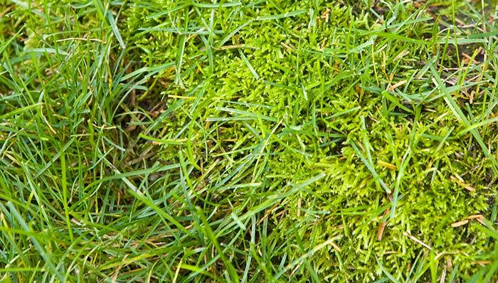 Is Moss Taking Over Your Lawn? Here’s How to Restore a Healthy, Vibrant Yard