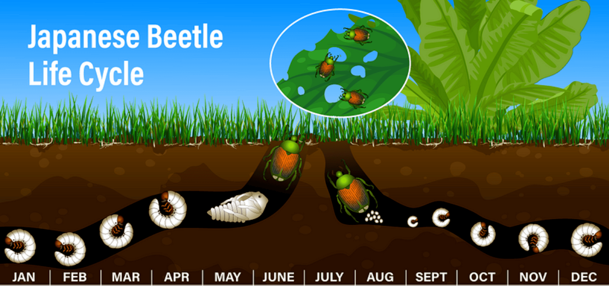 Now Is the Time for Preventative Grub Control 