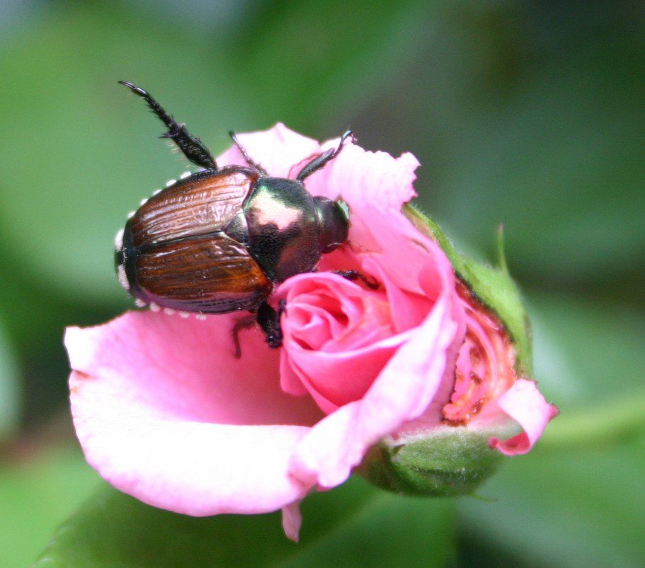 Japanese Beetles in Mid-Michigan: What Homeowners Need to Know
