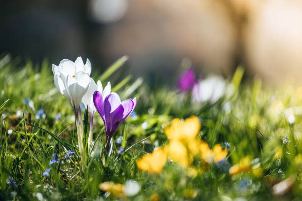 What to do with spring bulbs when they’re done blooming?