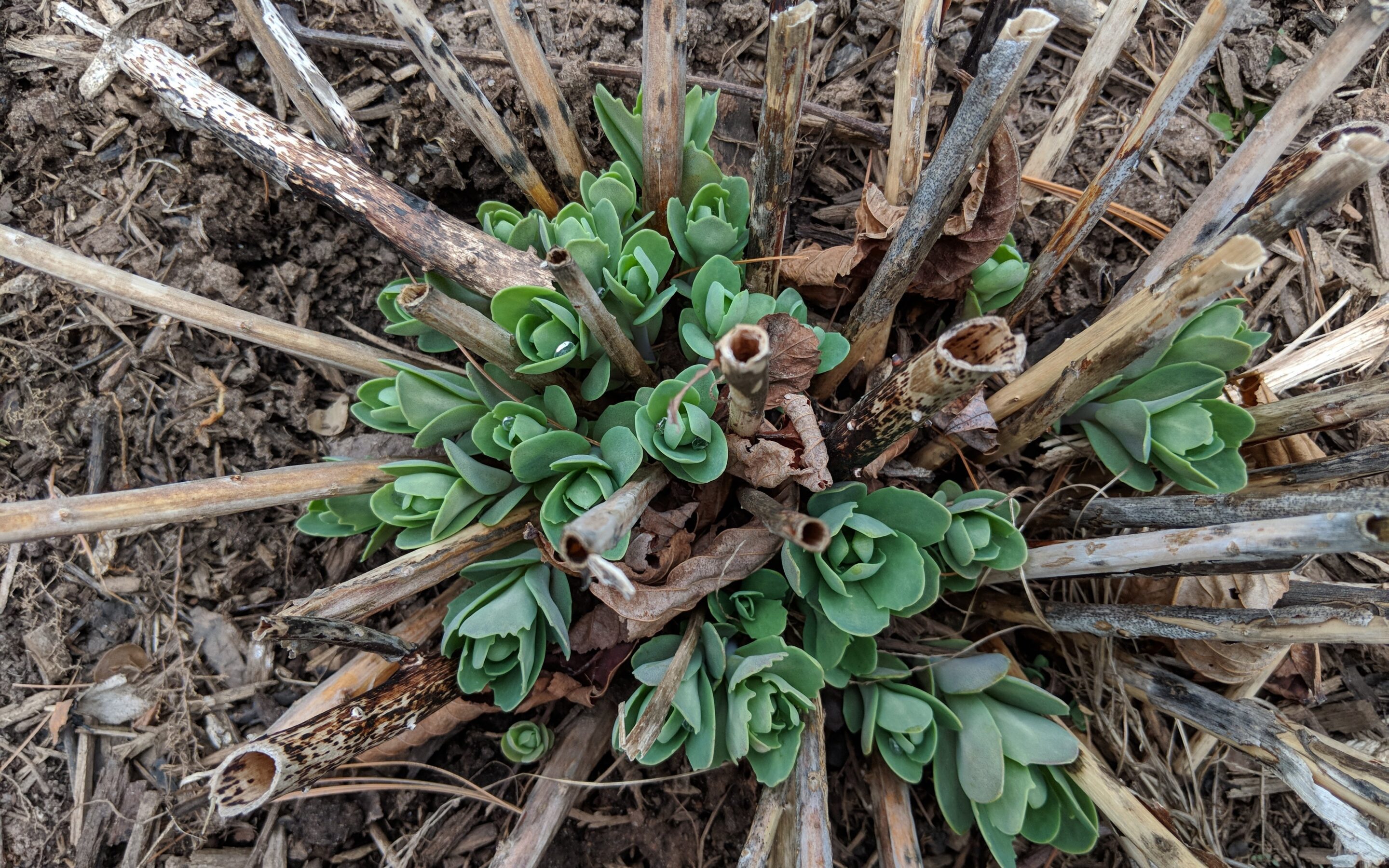 5 Things You Can Do in Your Landscape Today