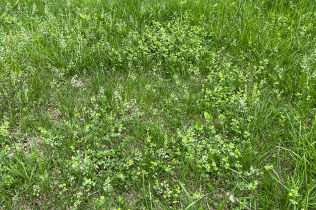 Why Do I Have So Many Weeds in My Yard? What Can I Do to Get Rid of Them?