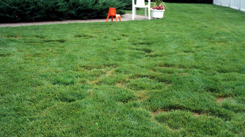 Battling Lawn Diseases in Mid-Michigan: How to Treat and Keep Your Lawn Healthy — Reder Can Help!