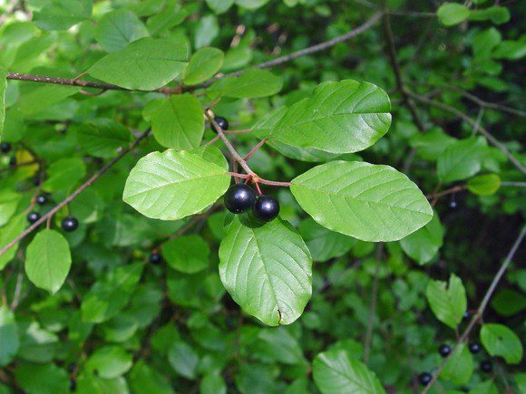The Trouble with Buckthorn: Why It’s Invasive and How to Remove It for Good