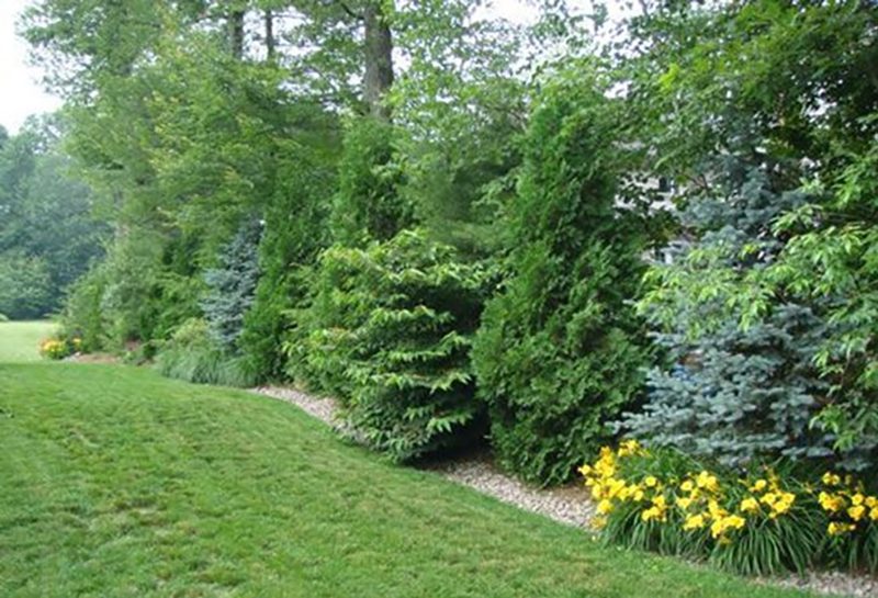 What Can I Plant For Privacy In Winter?