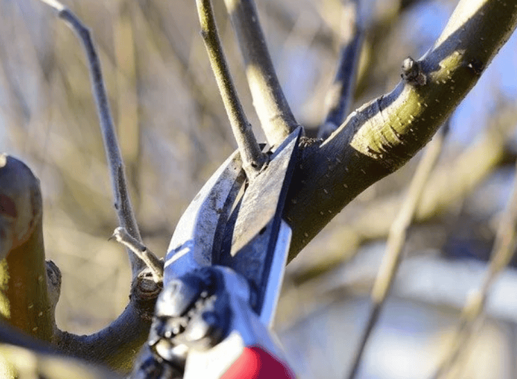 5 Reasons to Consider Dormant Pruning for Your Landscape This Winter