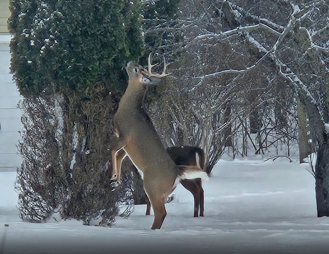 Deer Damage in Midland, Michigan Landscapes and How to Protect Your Plants