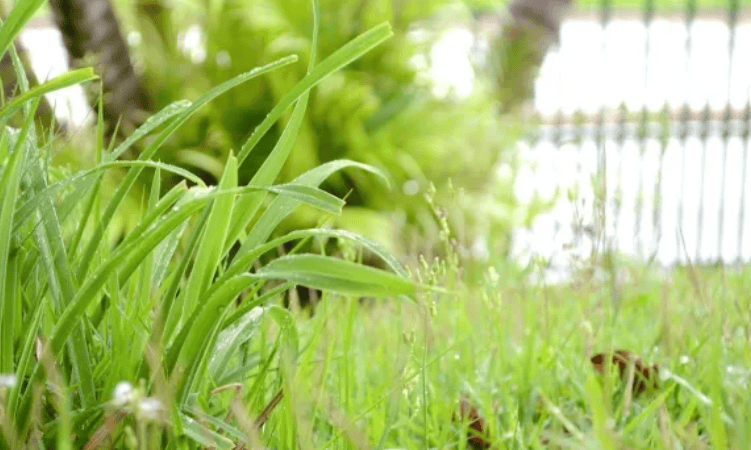 5 Spring Lawn Care Tips for Midland (Because Michigan Weather Keeps You Guessing)