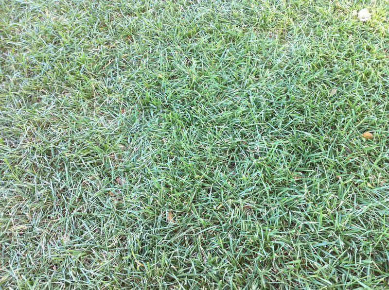 Why Is My Lawn Turning Blue? Watering Tips for Michigan Lawns