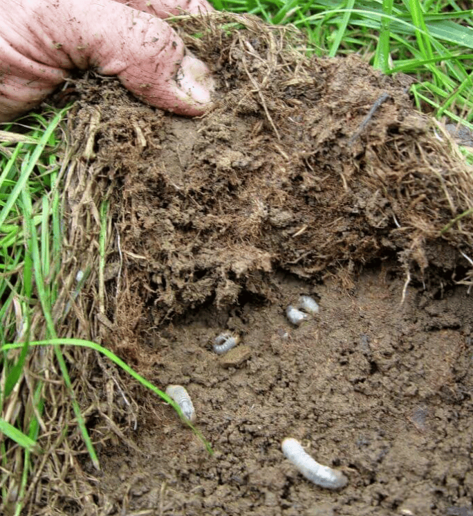 Best Time to Apply Grub Control in Midland, MI (Spring 2026 Guide)