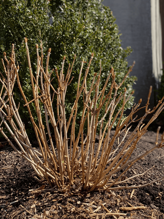 5 Ways to Check if Your Plant Is Dead or Dormant