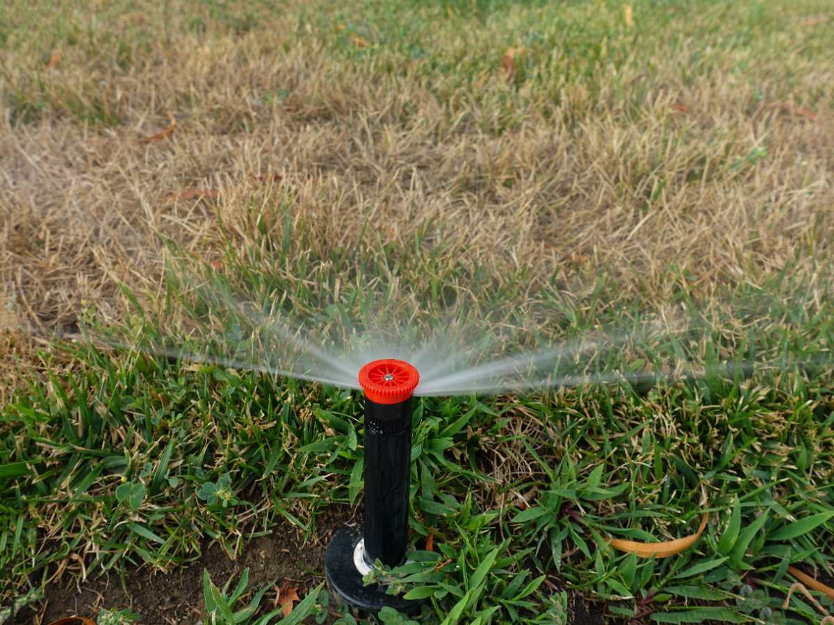 Heat, Wind & Your Lawn